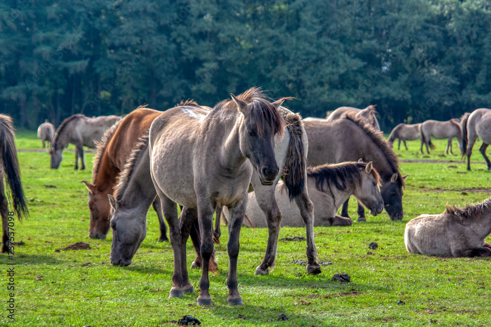 Fototapeta premium Wildpferde