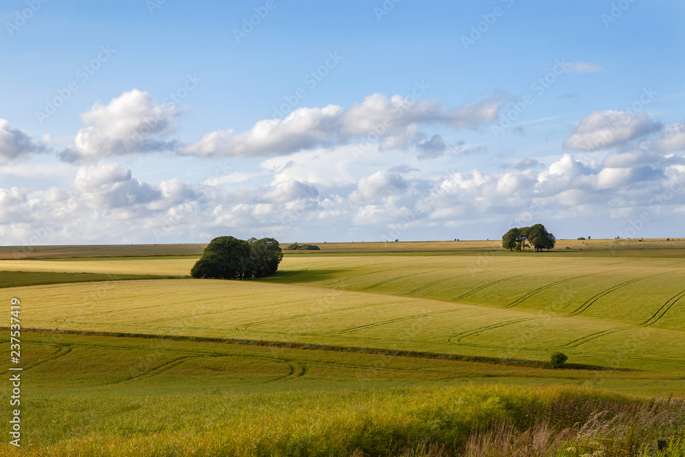 Field on Salisbury plain in Wiltshire Field on Salisbury plain in Wiltshire