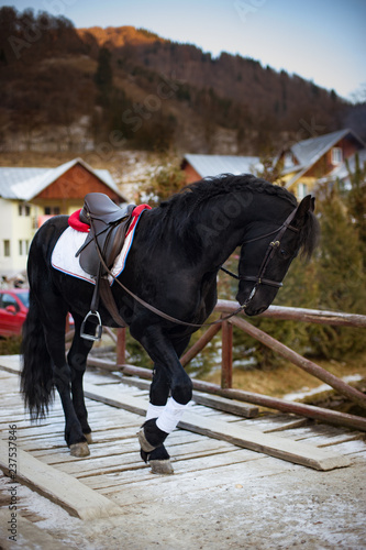 Black stallion standing on a wooden bridge on a cloudy day