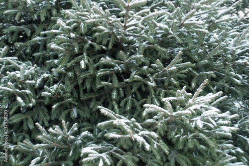 Blue green branches of spruce covered with snow in January