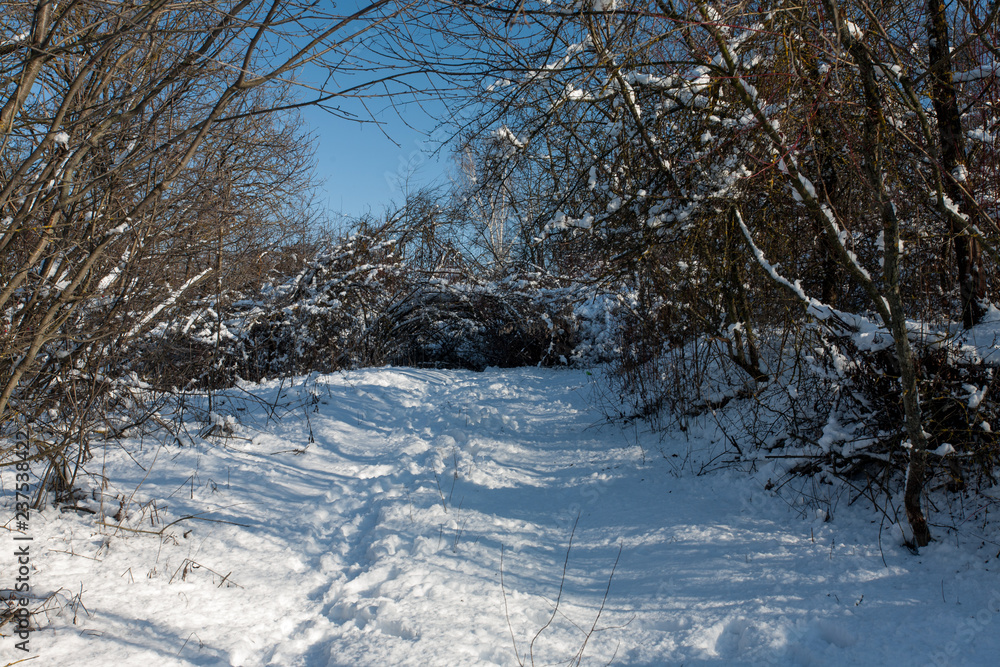 Snow-covered trees in the forest.
