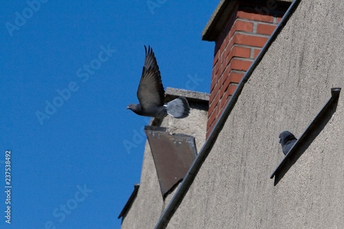 Blick aus dem Fenster und Tauben
