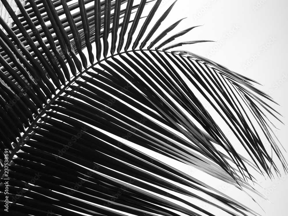 Fototapeta premium beautiful palms leaf on white background