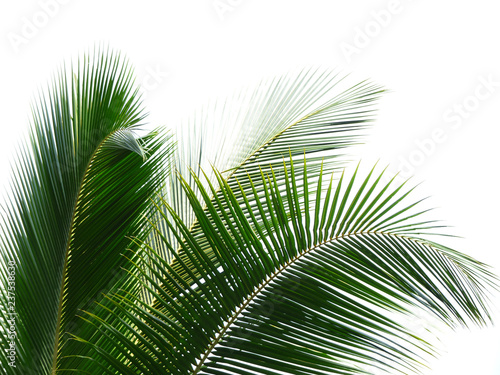 Coconut leaf isolated on white background