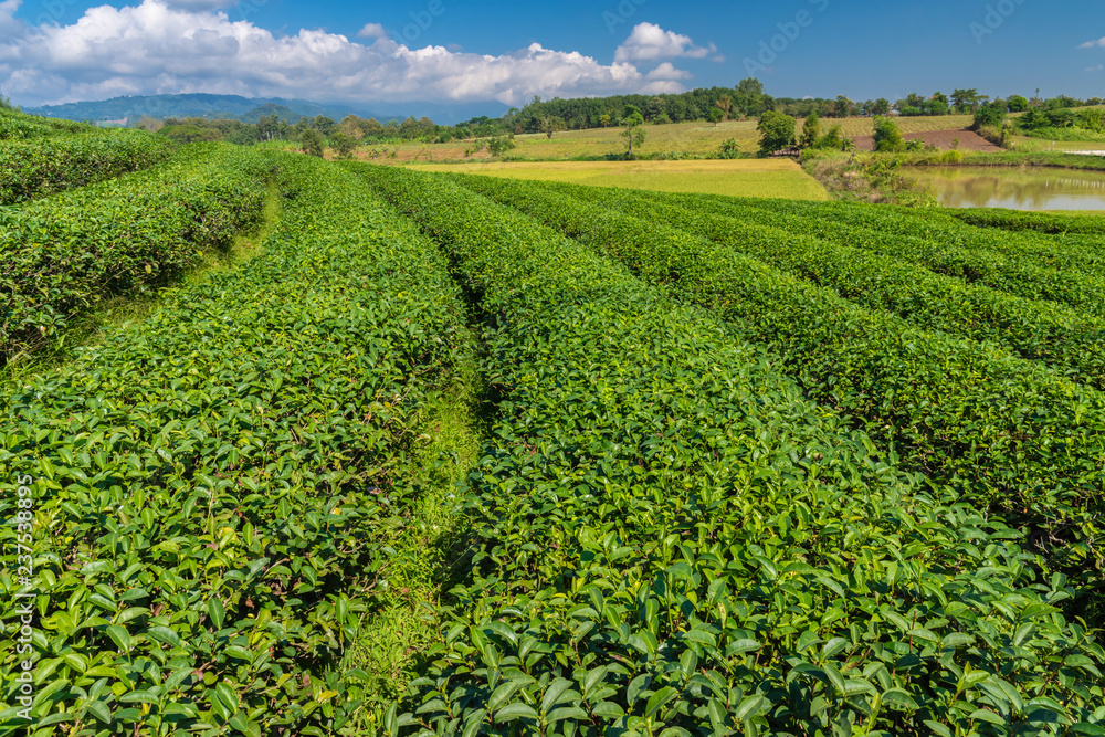 Green Tea fields.