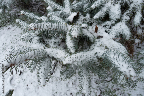 Needles of blue spruce covered with snow