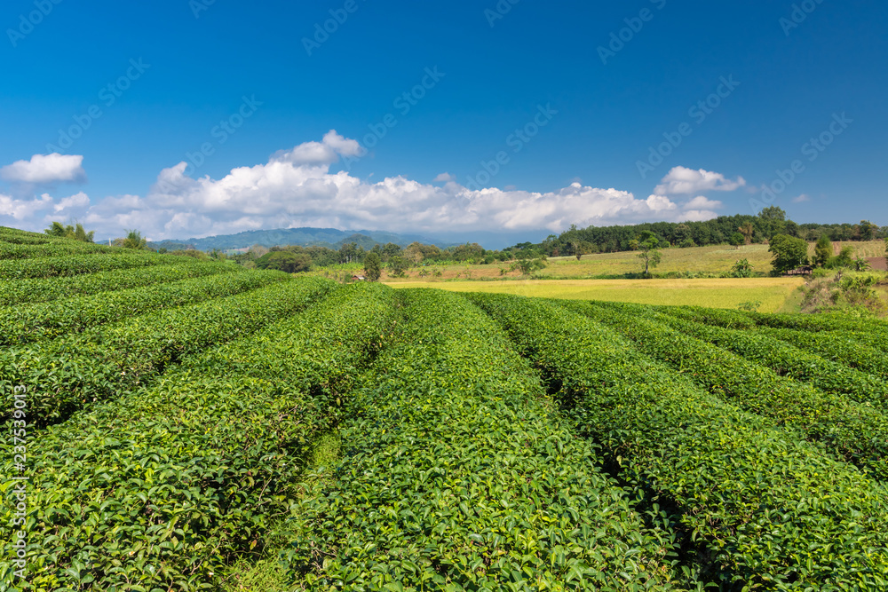 Green Tea fields.