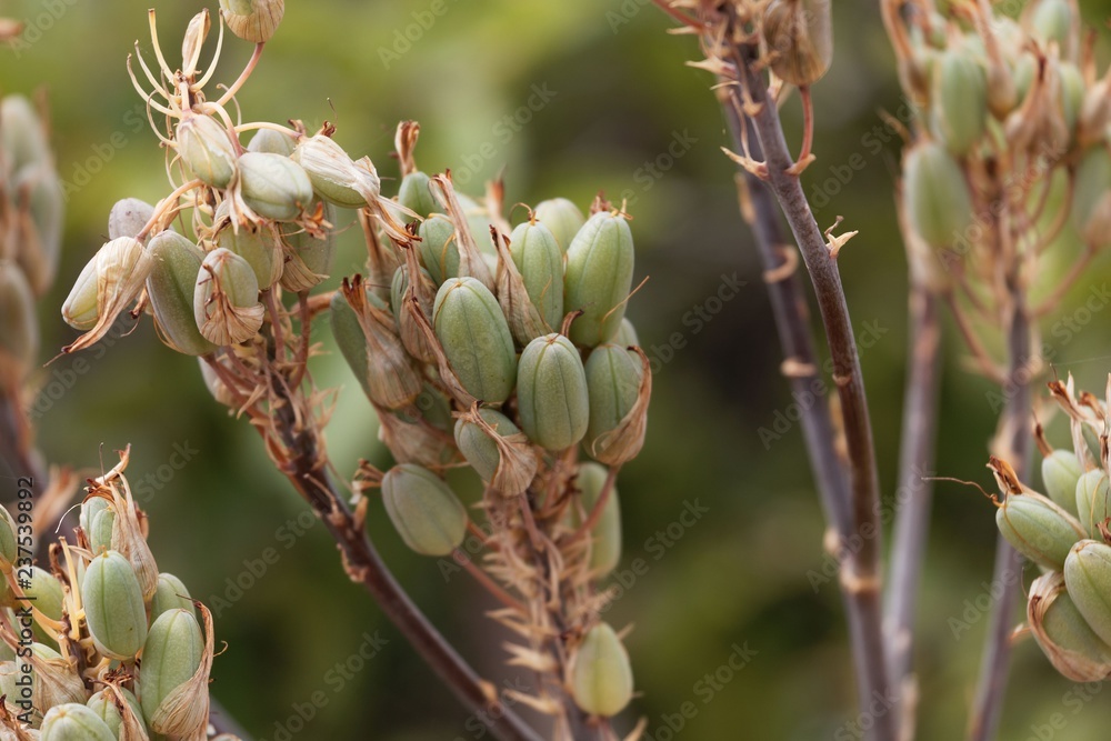 Obraz premium Fruits of an Aloe berhana
