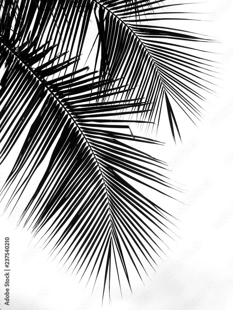 beautiful palms leaf on white background - obrazy, fototapety, plakaty 