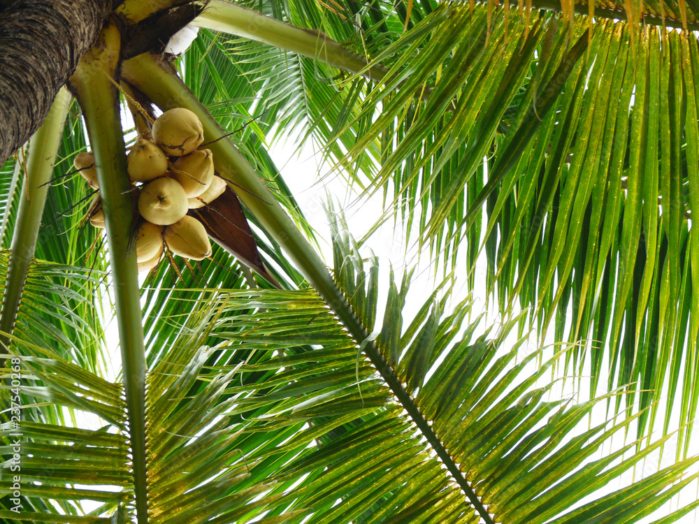 Fototapeta premium Coconut tree