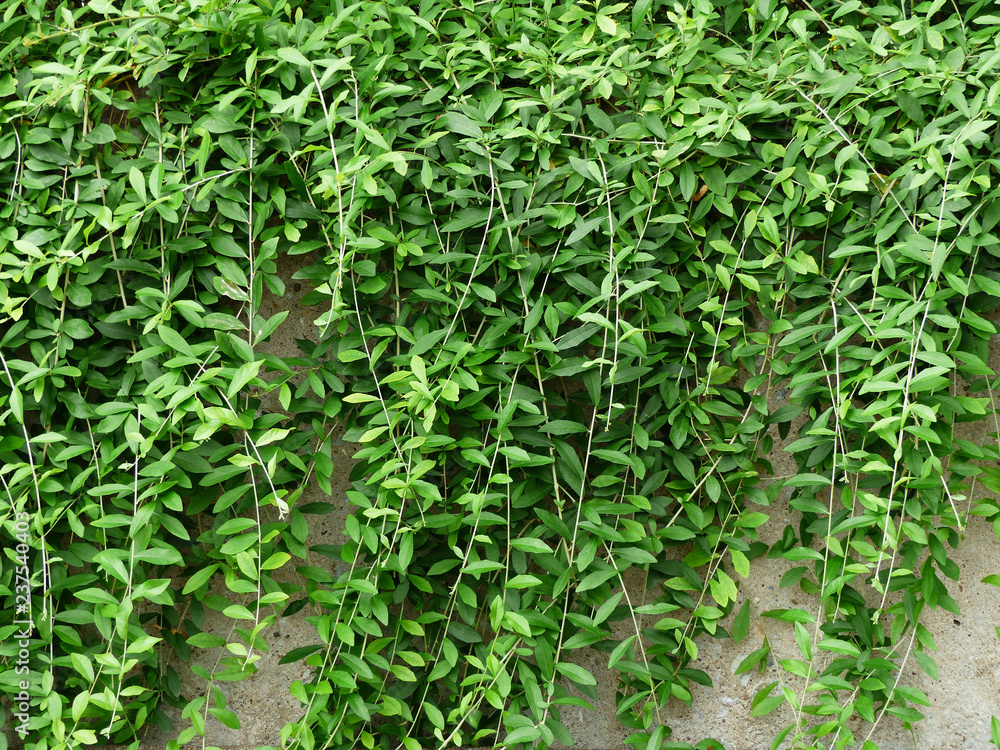 Green wall of Ivy leaves Green wall of Ivy leaves