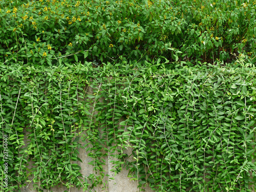 Wallpaper Mural Green wall of Ivy leaves Torontodigital.ca