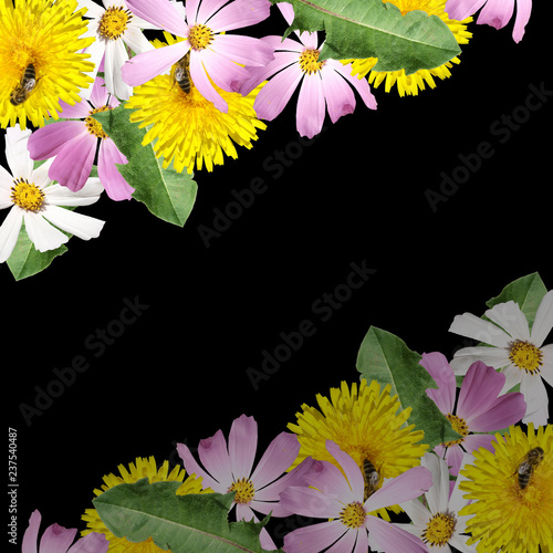 Fototapeta Naklejka Na Ścianę i Meble -  Beautiful floral background of the cosmos and dandelion  