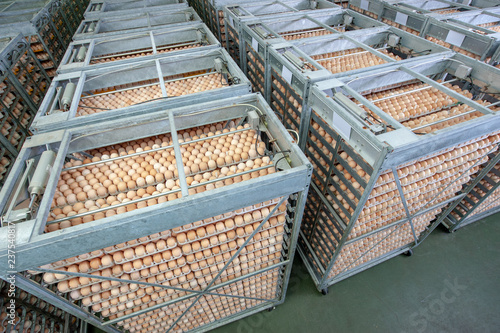 Egg Factory with Quality Control on egg production line from breeders in Hatchery Unit.