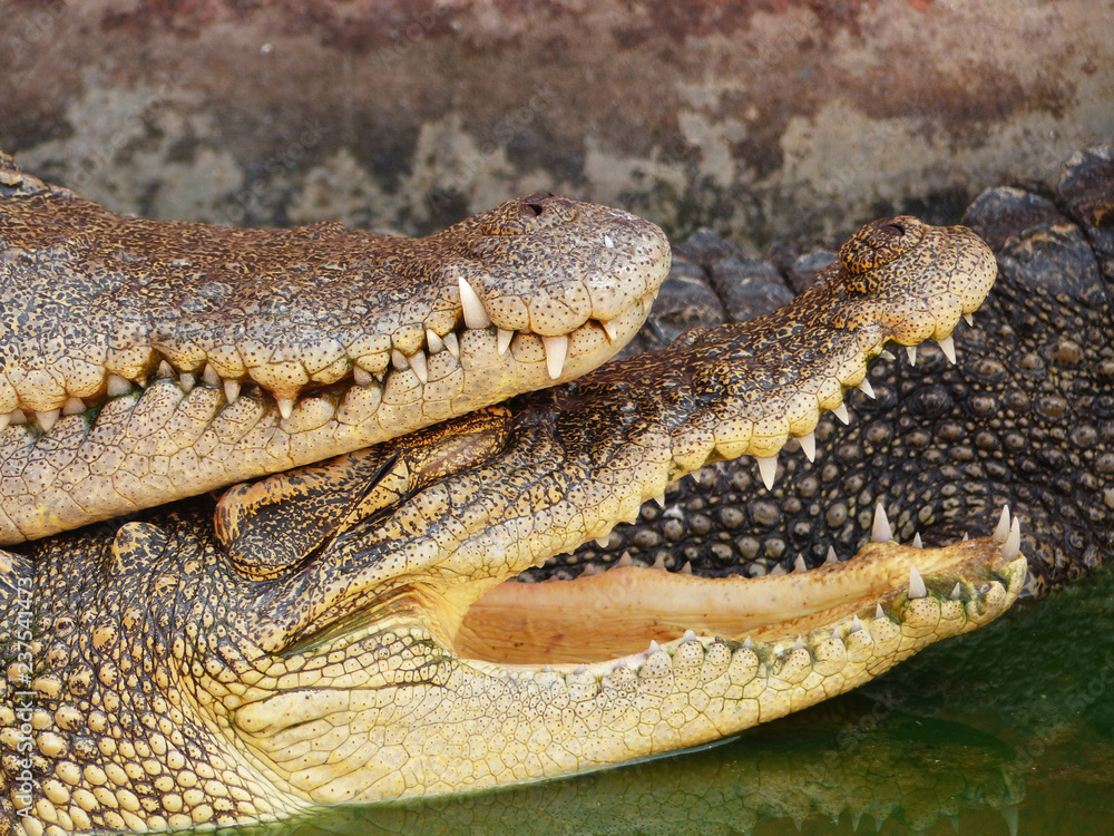 Fototapeta premium Krokodyl z otwartymi ustami