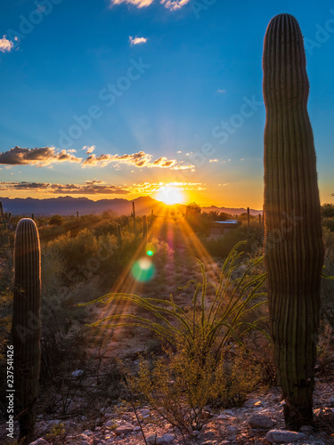 Beautiful Sunset with cactus in Arizona