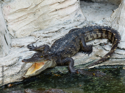 crocodile in zoo