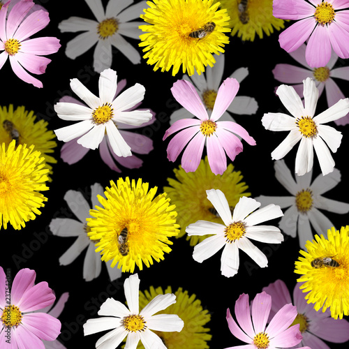Fototapeta Naklejka Na Ścianę i Meble -  Beautiful floral background of the kosmeya and dandelion