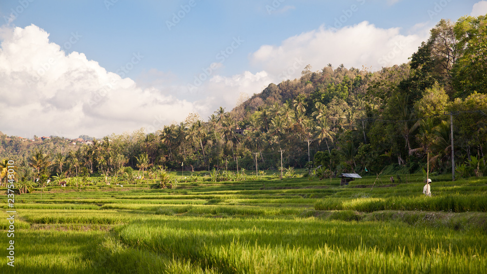 Rice fields and forest