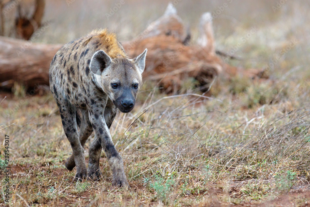 Hyena walking near Satara restcamp in Kruger National Park in South Africa Hyena walking near Satara restcamp in Kruger National Park in South Africa