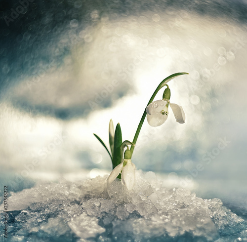 Flowers spring first white snowdrops in the fallen snow. Art photo with soft selective focus.
