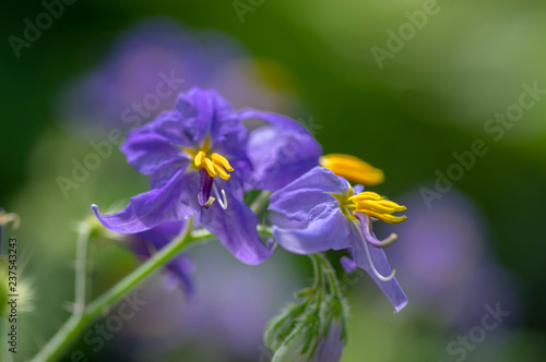 Solanum citrullifolium, nightshade flowers in bloom, blue violet flowering ornamental plant © Iva