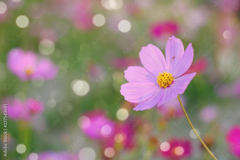 pink cosmos flowers blur in the garden