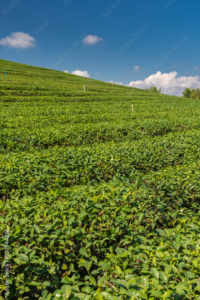 Green Tea fields.