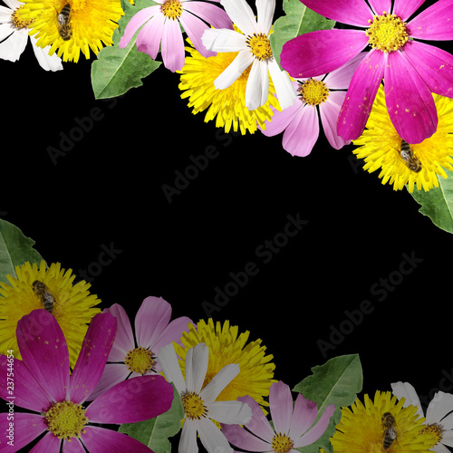Fototapeta Naklejka Na Ścianę i Meble -  Beautiful floral background of the kosmeya and dandelion