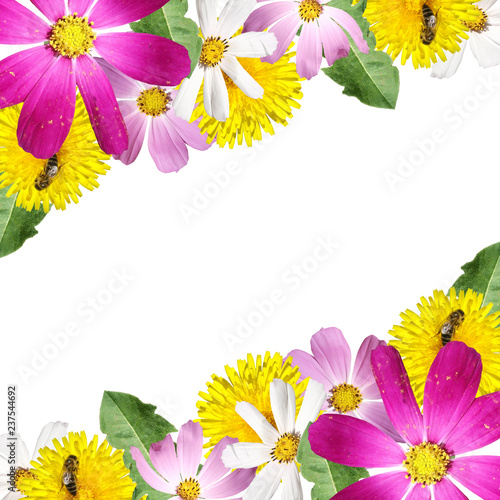Fototapeta Naklejka Na Ścianę i Meble -  Beautiful floral background of the kosmeya and dandelion