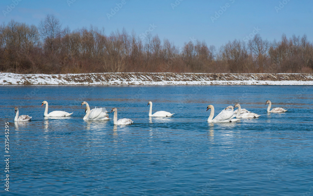 Panoramic photo of white swans swimming in river water in spring. Group of beautiful swans in the blue water.