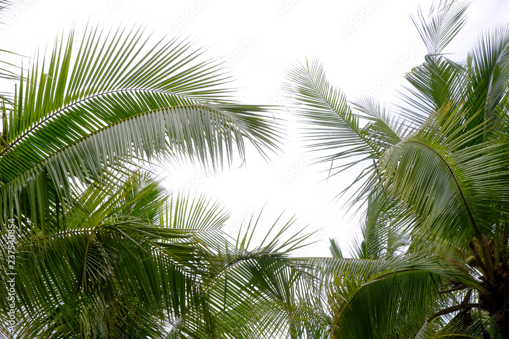 coconut leaves on white background coconut leaves on white background