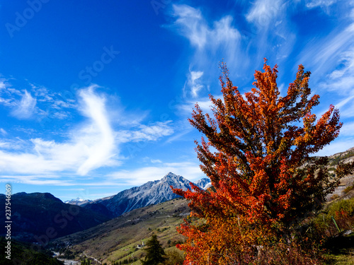 Red maple and larch trees in autumn over the Alps, Sestriere, Italy