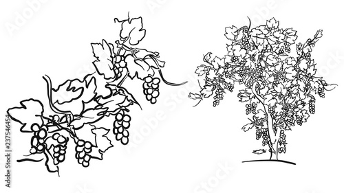 Vine tree and fruit drawing