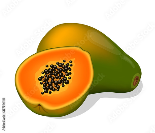 Papaya. Vector illustration.