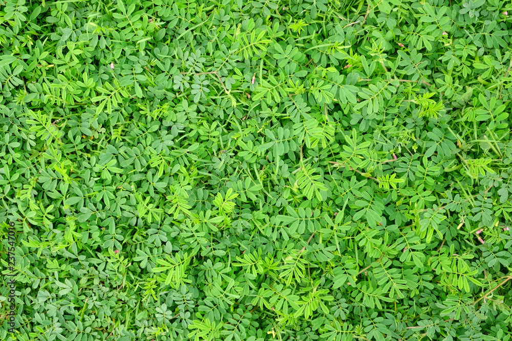 green leaf plant on grass lawn green leaf plant on grass lawn