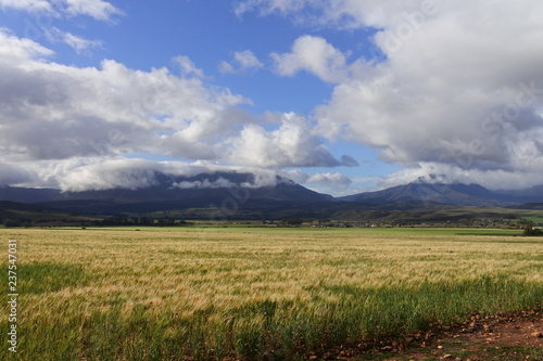 Getreidefelder mit Bergen und Wolken auf den Bergen auf dem Weg zum Kap Agulhas © Jürgen Reitz