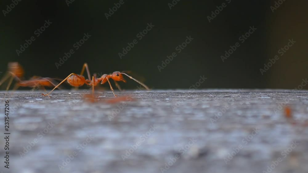 red ant colony walks across the wire in the garden. red ant colony walks across the wire in the garden.