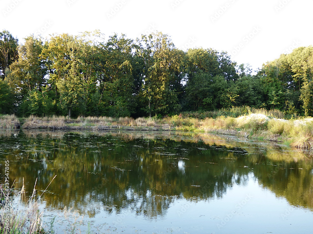 Staw a w nim pływają lilie wodne. Staw a w nim pływają lilie wodne.