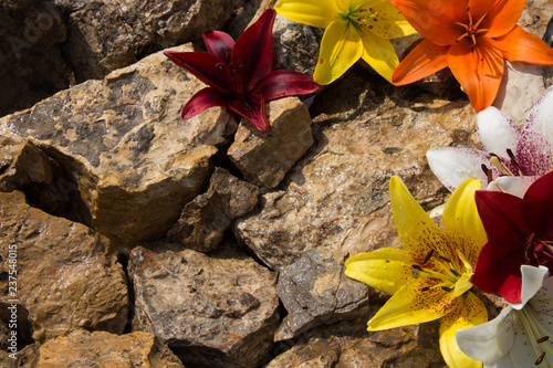 Fototapeta Naklejka Na Ścianę i Meble -  Beautiful lilies on the stones. 
