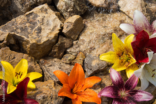 Fototapeta Naklejka Na Ścianę i Meble -  Beautiful lilies on the stones. 