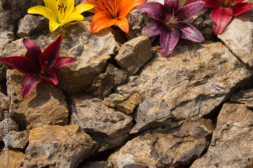 Fototapeta Naklejka Na Ścianę i Meble -  Beautiful lilies on the stones. 