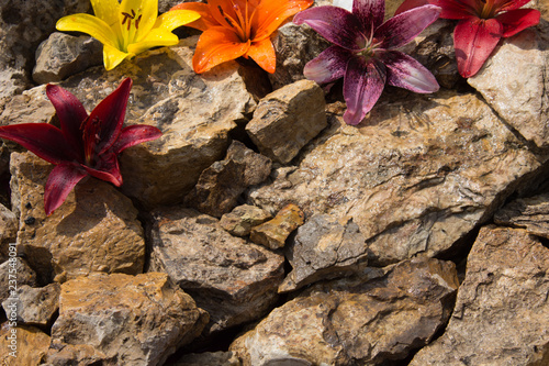 Fototapeta Naklejka Na Ścianę i Meble -  Beautiful lilies on the stones. 