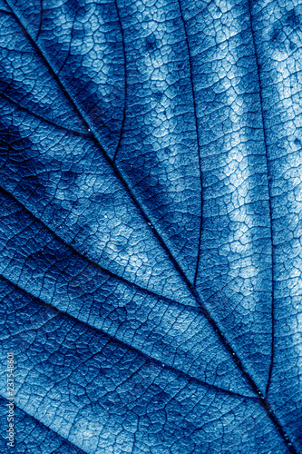 Abstract Close Up of Tree Leaf for Background