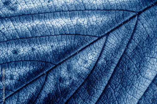 Abstract Close Up of Tree Leaf for Background