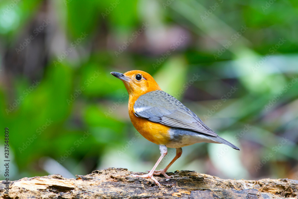 The orange-headed thrush is a bird in the thrush family. It is common in well-wooded areas of the Indian Subcontinent and Southeast Asia. Most populations are resident. The species shows a preference The orange-headed thrush is a bird in the thrush family. It is common in well-wooded areas of the Indian Subcontinent and Southeast Asia. Most populations are resident. The species shows a preference