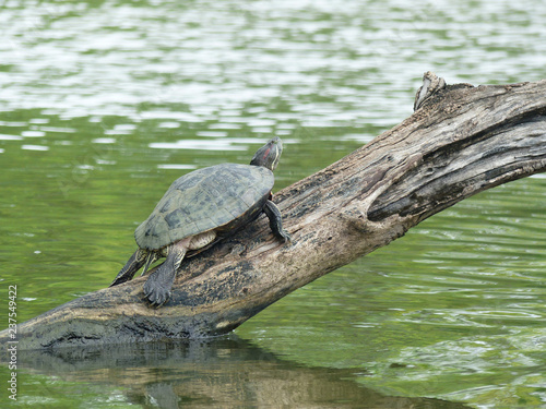 Turtles on wood in water