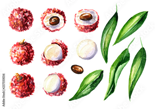 Fresh lychee fruits and leaves elements set. Watercolor hand drawn illustration  isolated on white background
