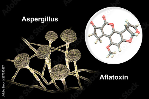 Fungi Aspergillus producing Aflatoxin B1, a potent carcinogen, 3D illustration. These fungi often contaminate corn, peanuts, cottonseed meal and other grains