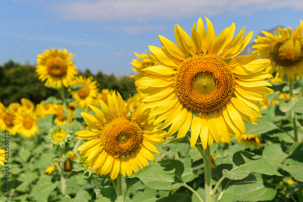 Sunflowers field farm  and blue sky